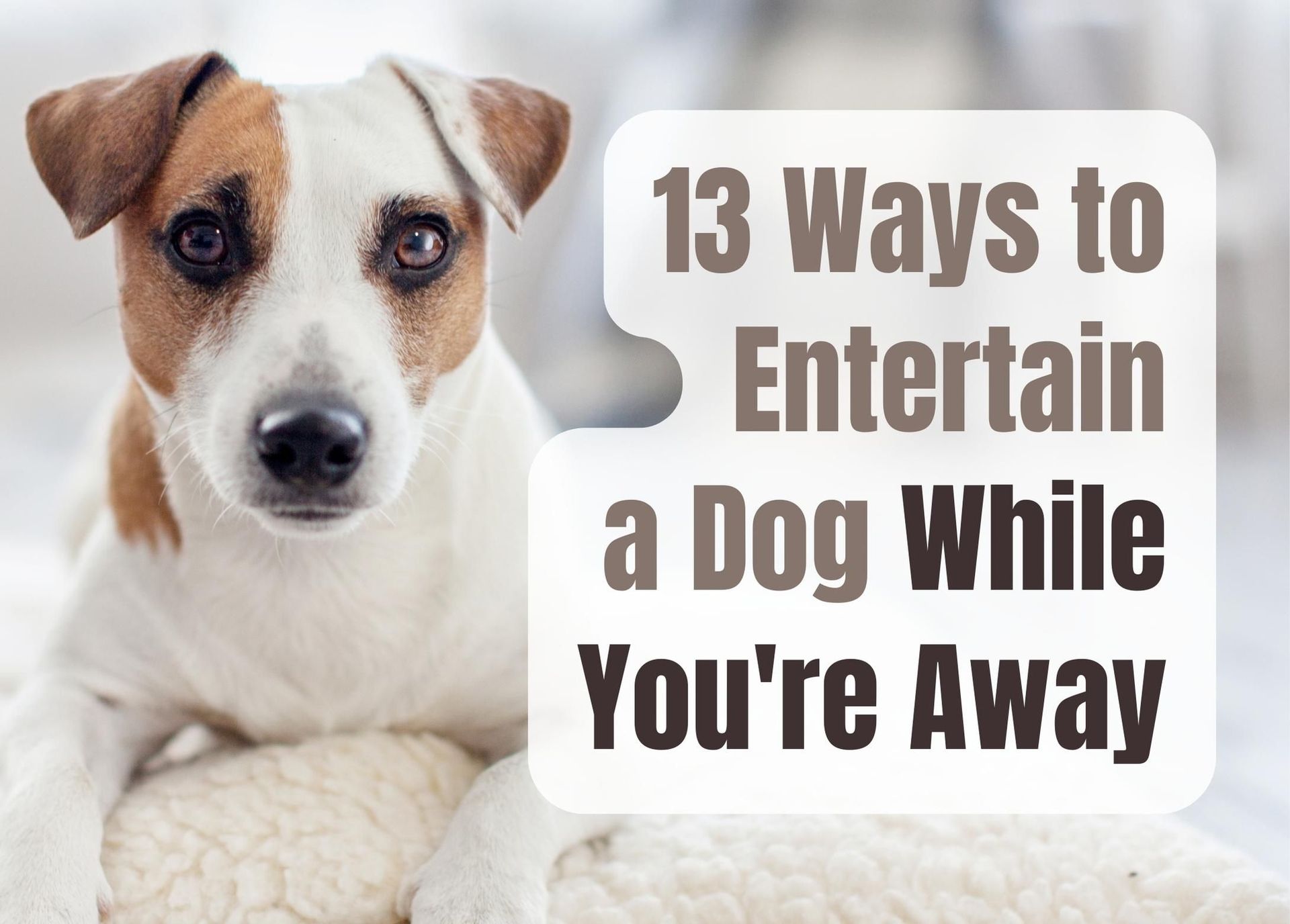 https://content.thepetsandlove.com/uploads/xlarge_13_ways_to_keep_your_dog_entertained_while_you_re_away_d9dca88dd4.jpg