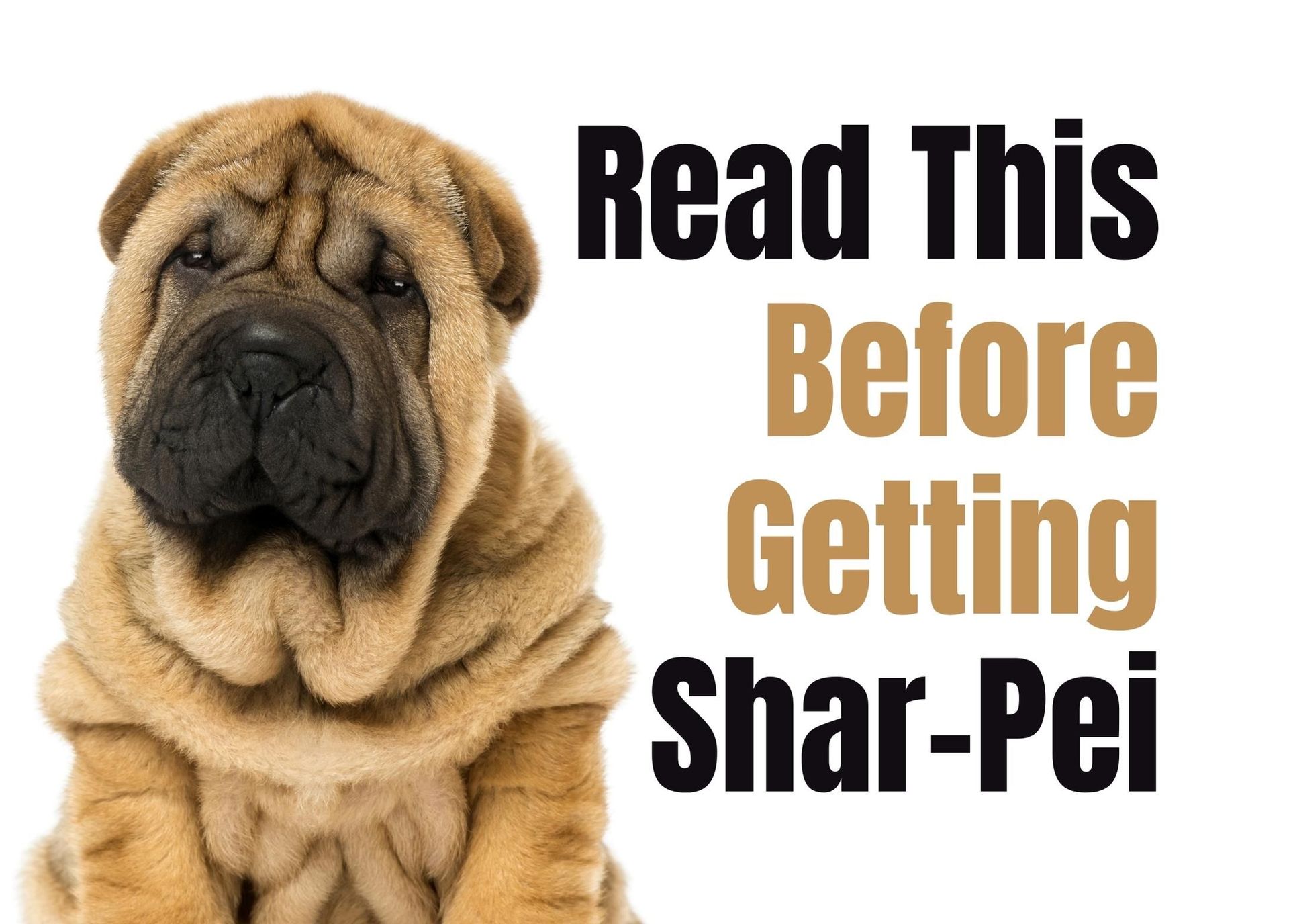 is a shar pei on the dangerous dog list