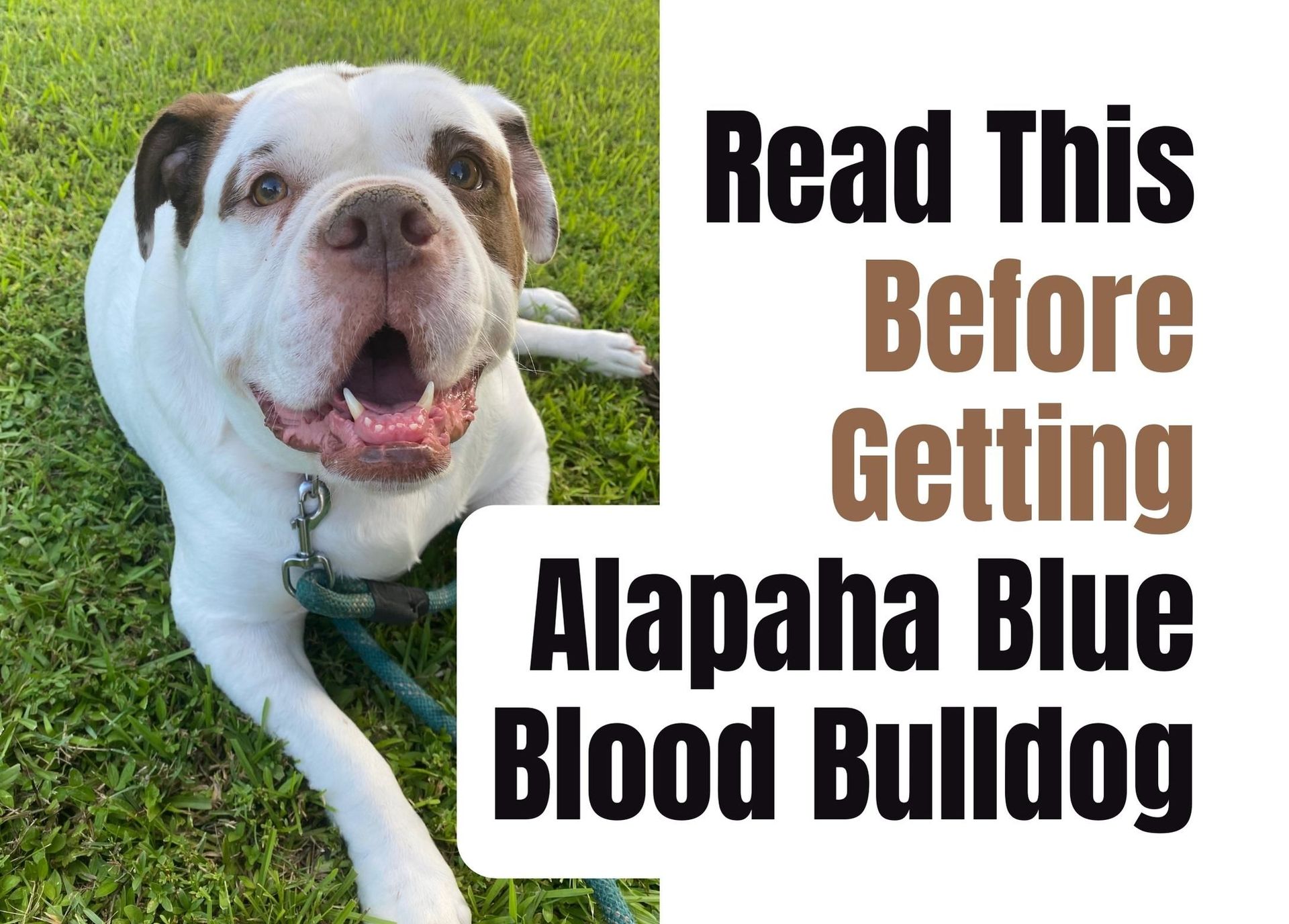 14 Things to Consider Before Buying an Alapaha Blue Blood Bulldog Puppy