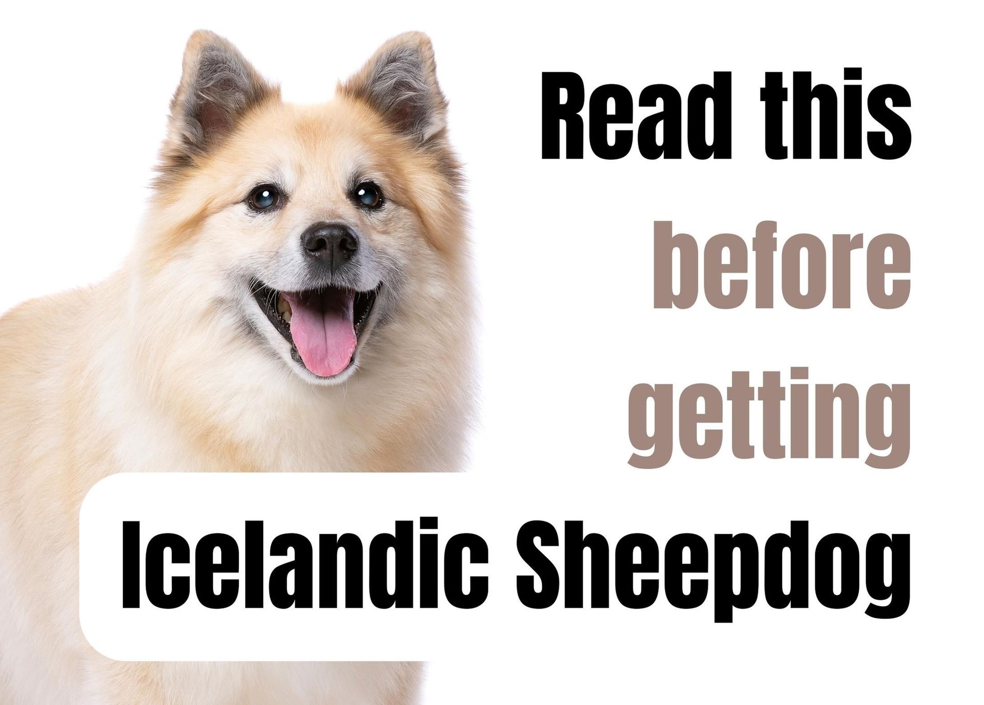 Why Do Icelandic Sheepdogs Bark