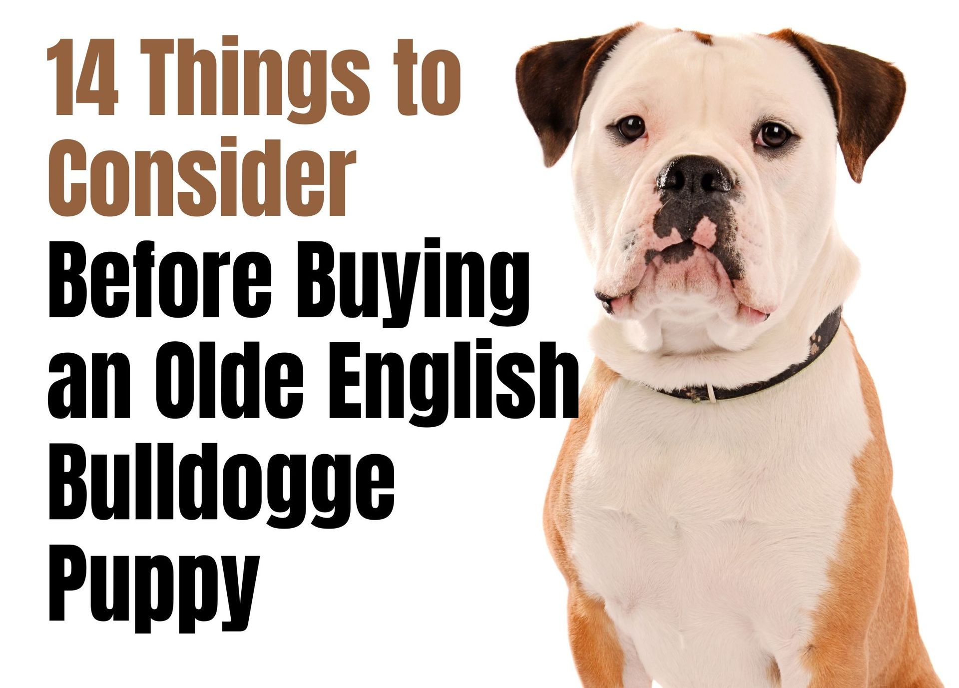 how much should you feed an english bulldog puppy