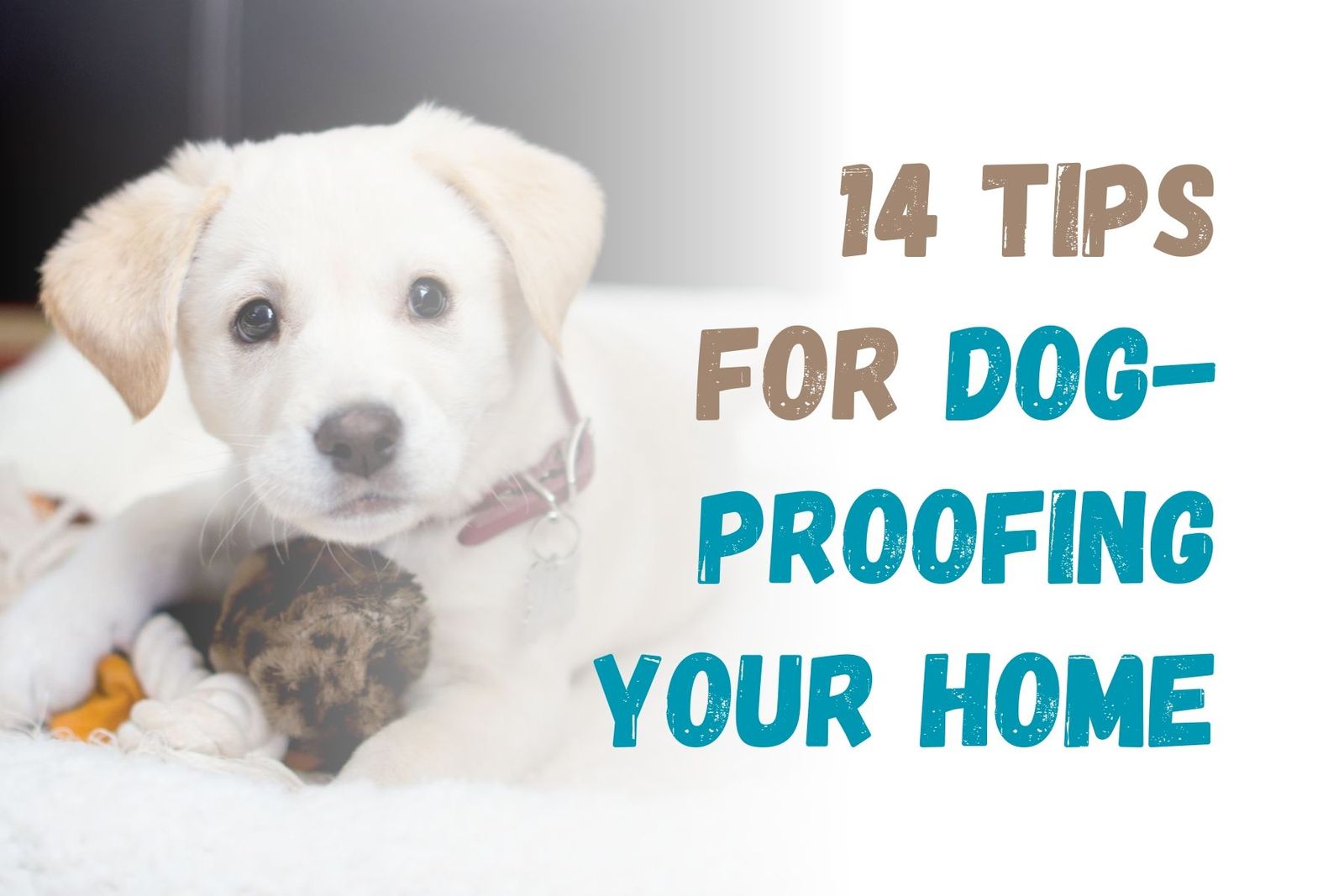 How to DogProof Your Home 14 Essential Tips