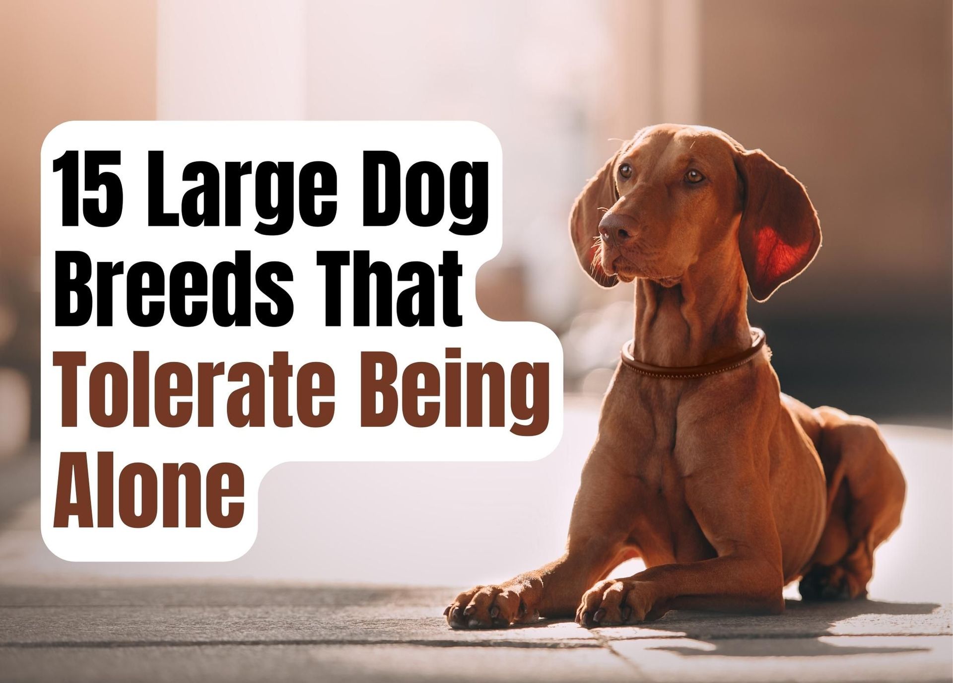 which dog breed can be left alone the longest