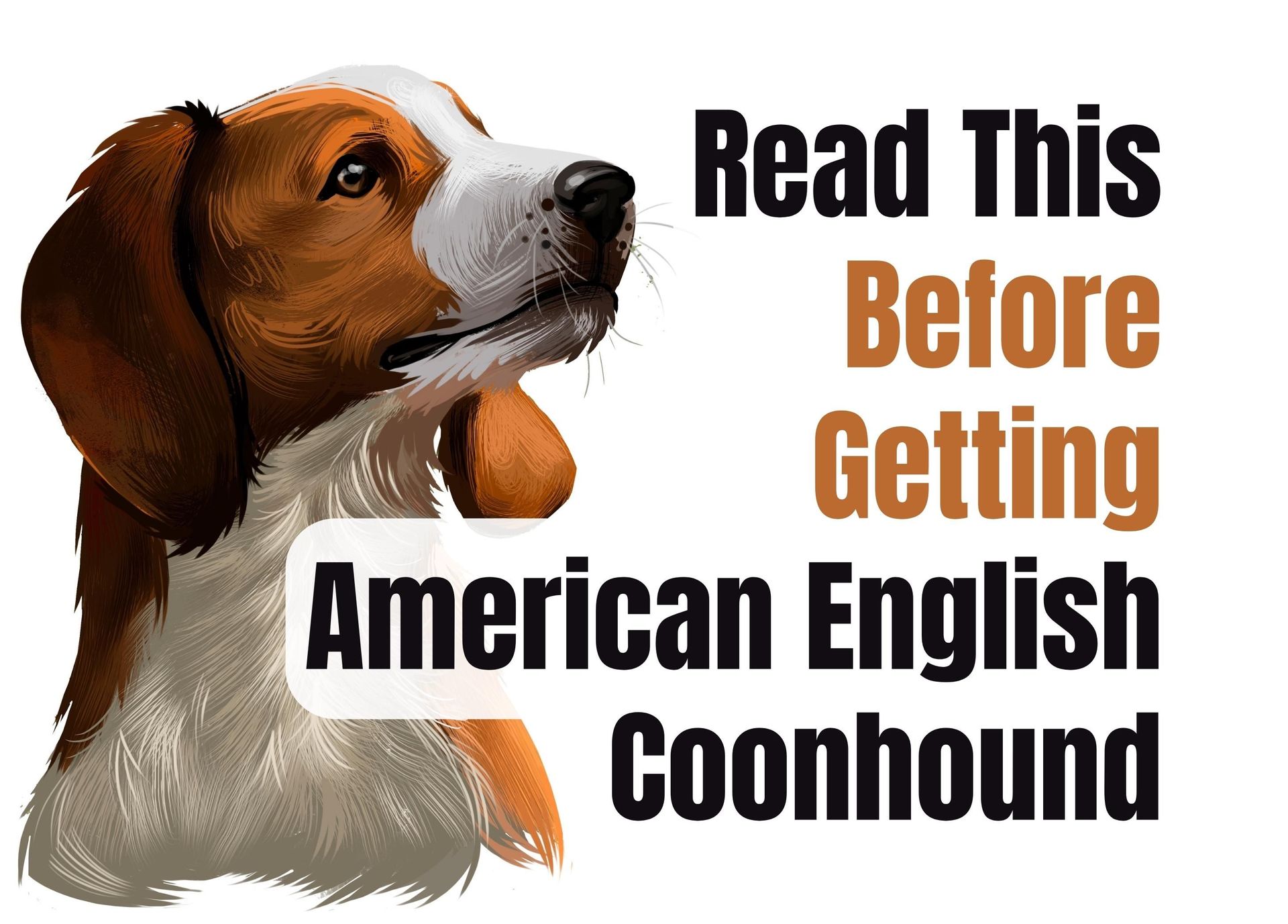 english coonhound puppies