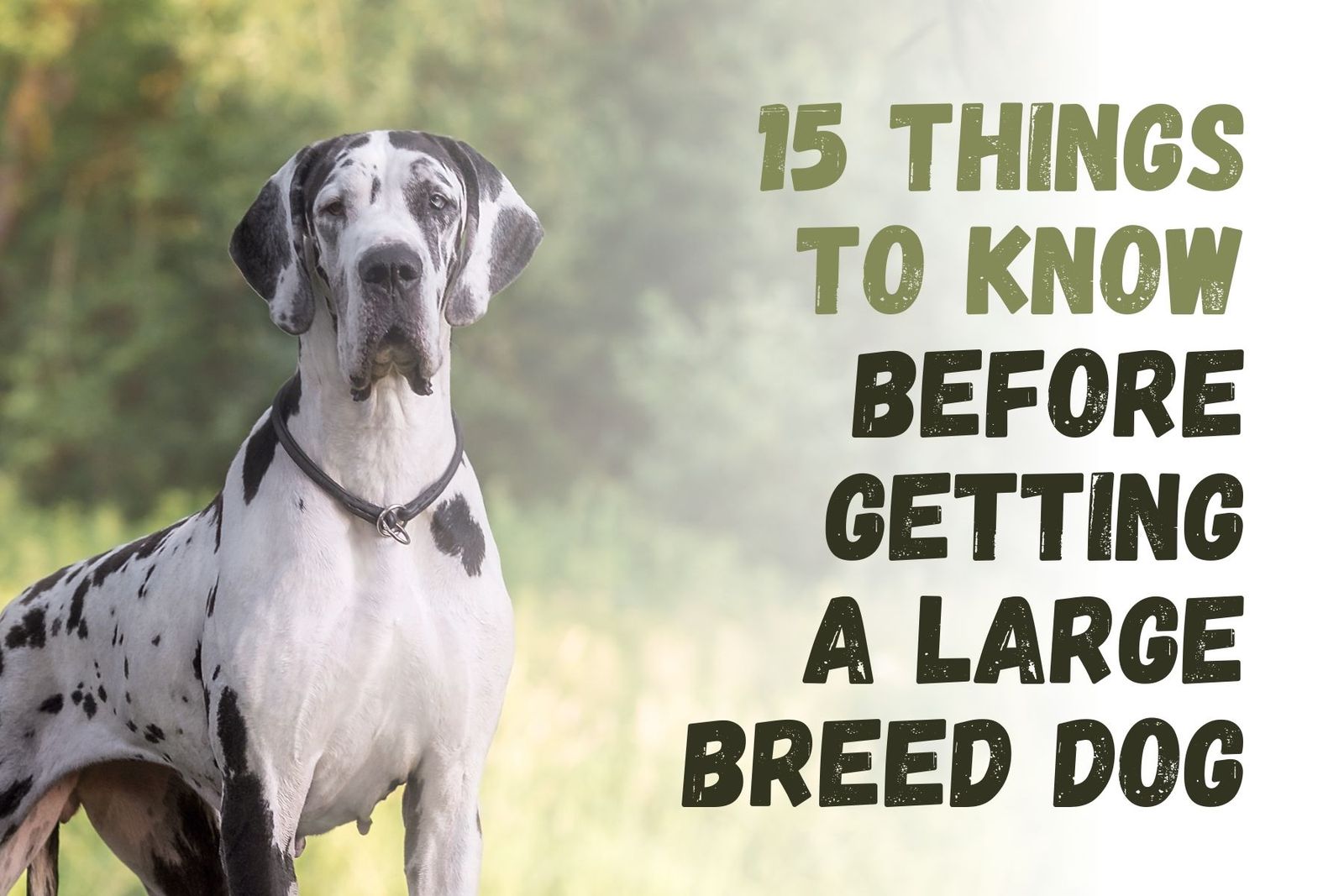What You Should Know Before Adopting a Large Dog