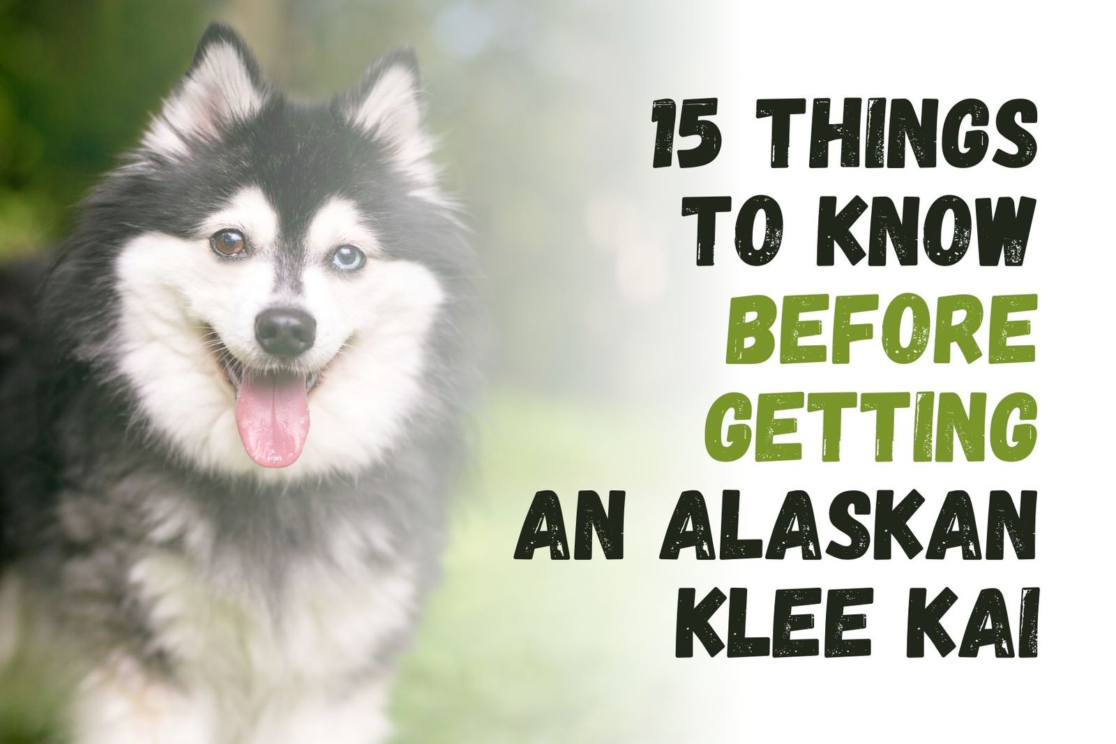 Alaskan Klee Kai Dog Breed Health And Care