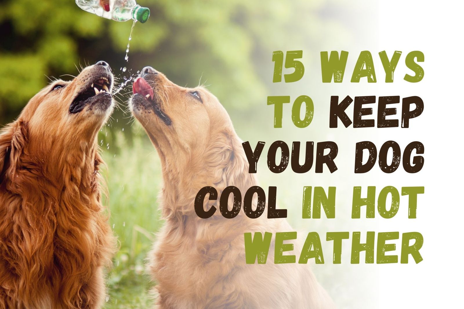 how to keep big dogs cool in hot weather