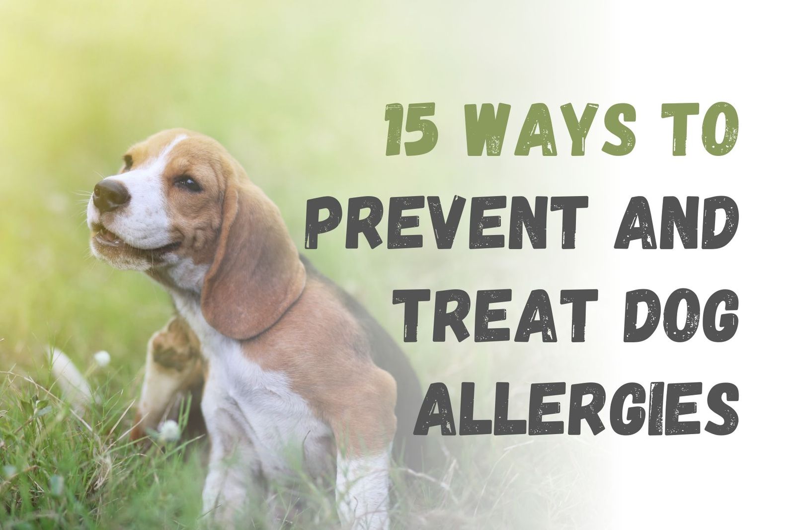 How to Prevent and Treat Allergies in Dogs 15 Effective Strategies
