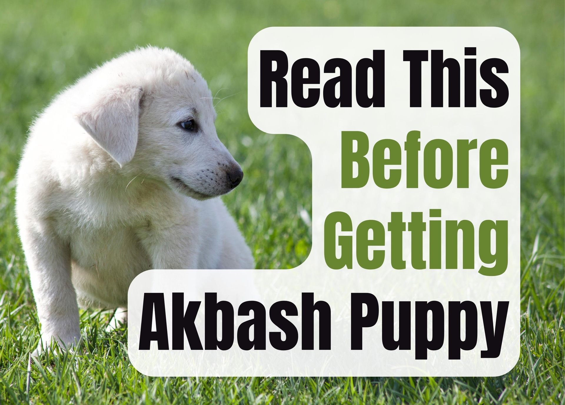 Akbash puppies hot sale