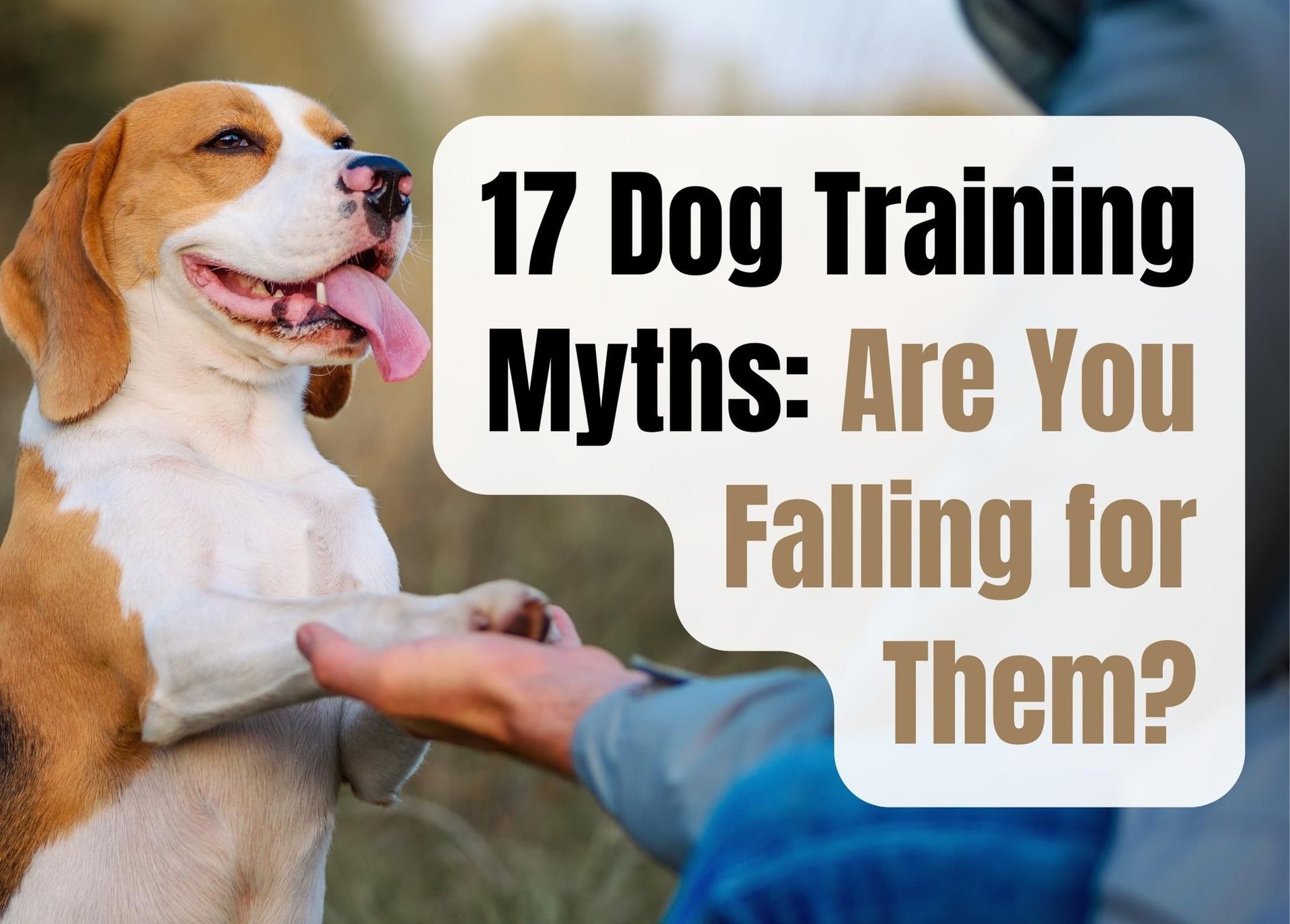 Common Misconceptions About Training Dogs