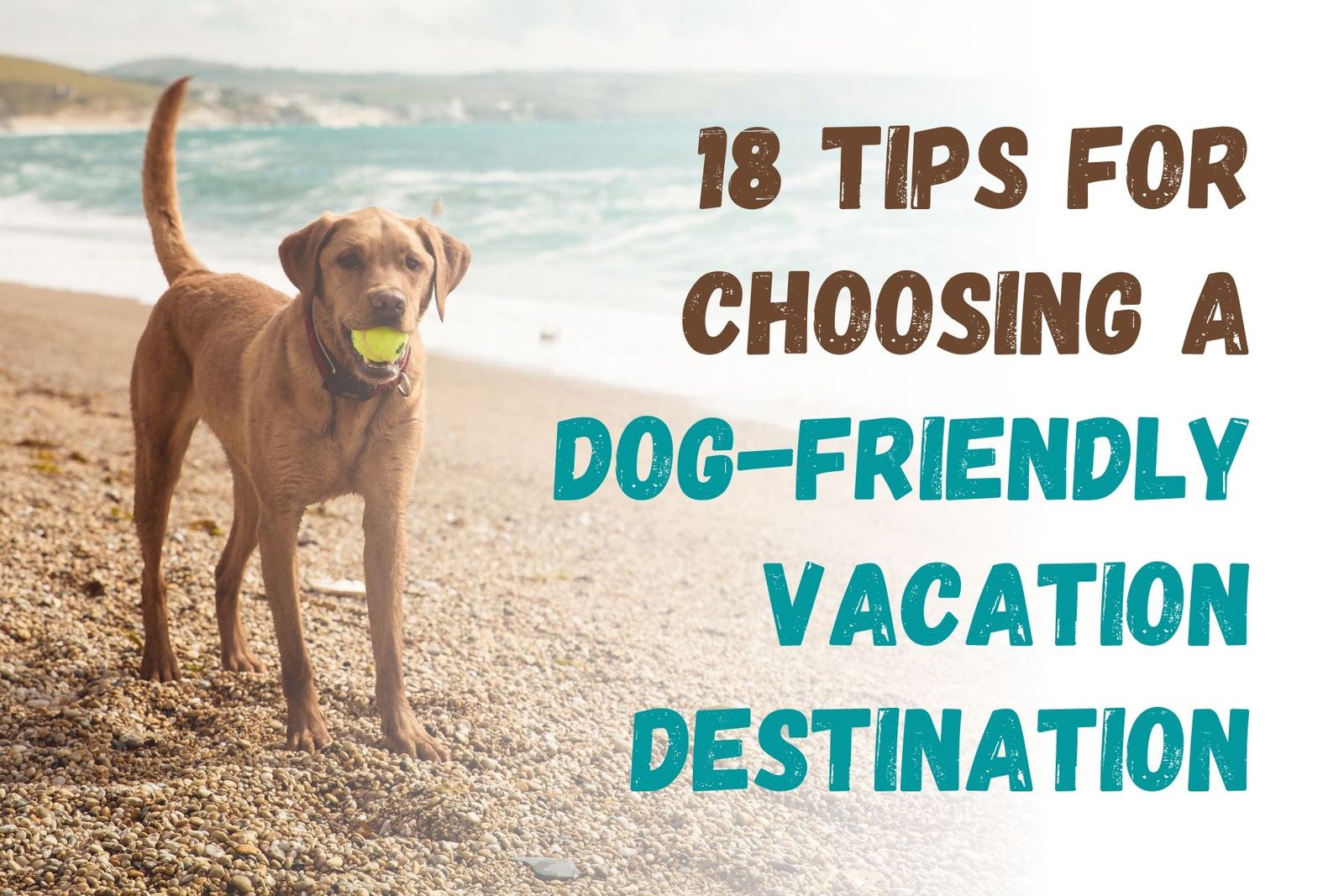 Xlarge 18 Tips For Choosing A Dog Friendly Vacation Destination 4505e49152 