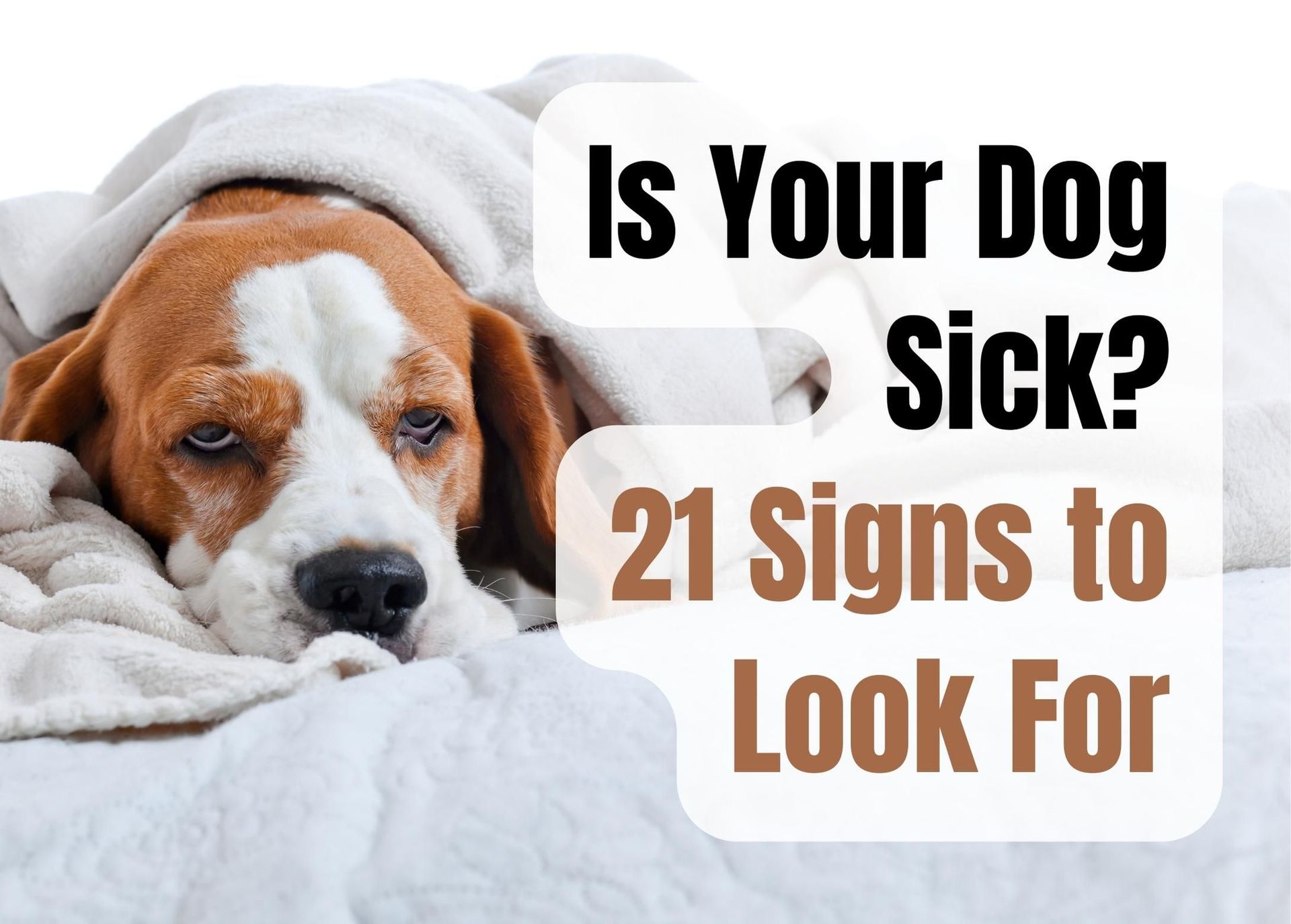 What are signs of a sick dog