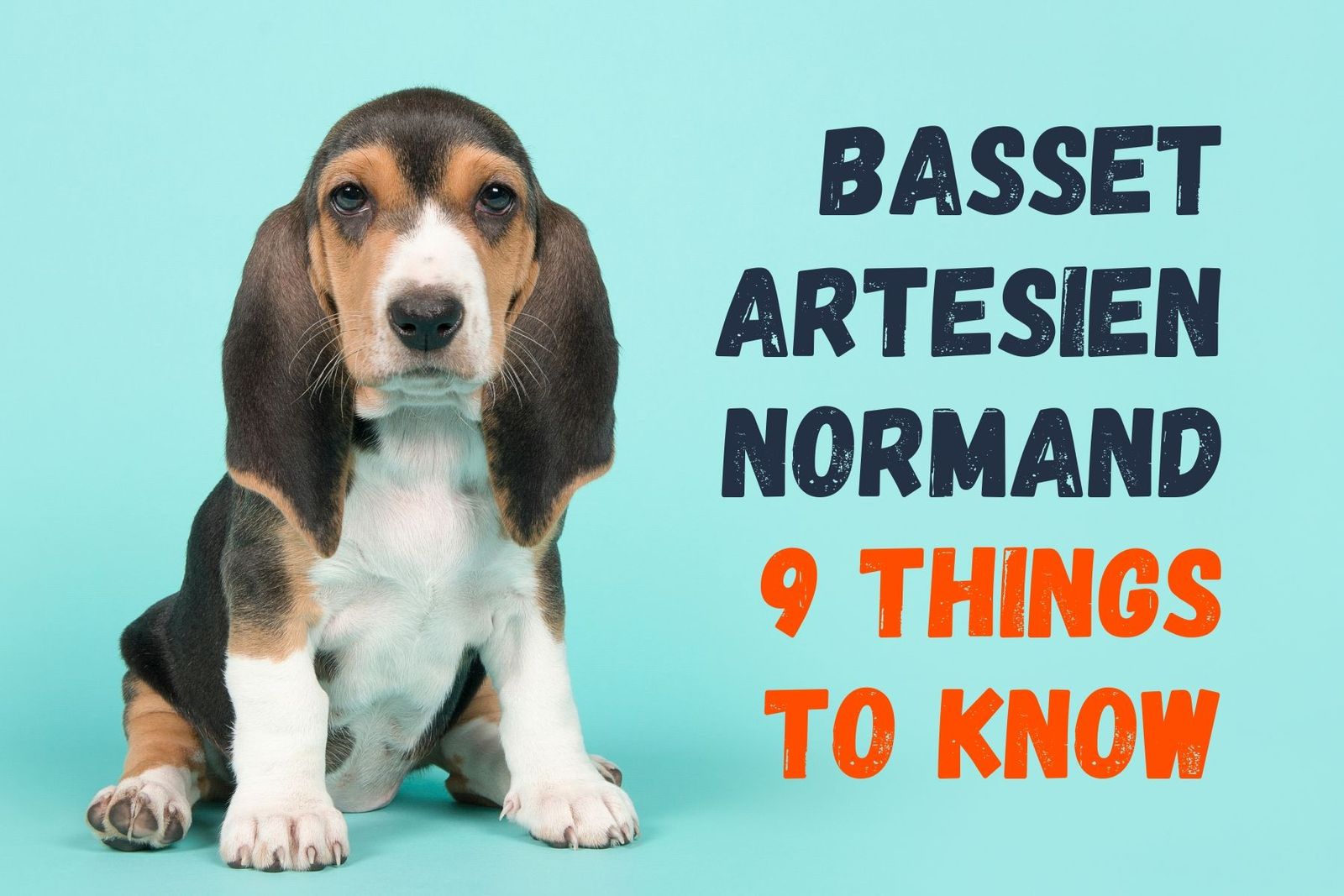 Basset artesien store normand in not