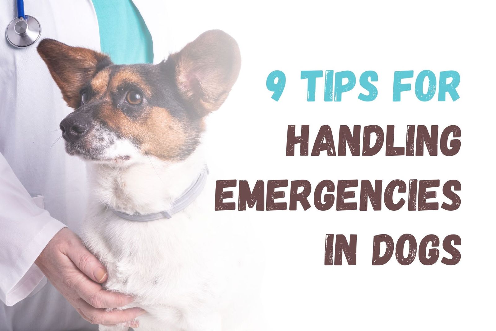 How to Handle Dog Emergencies 9 Essential Tips
