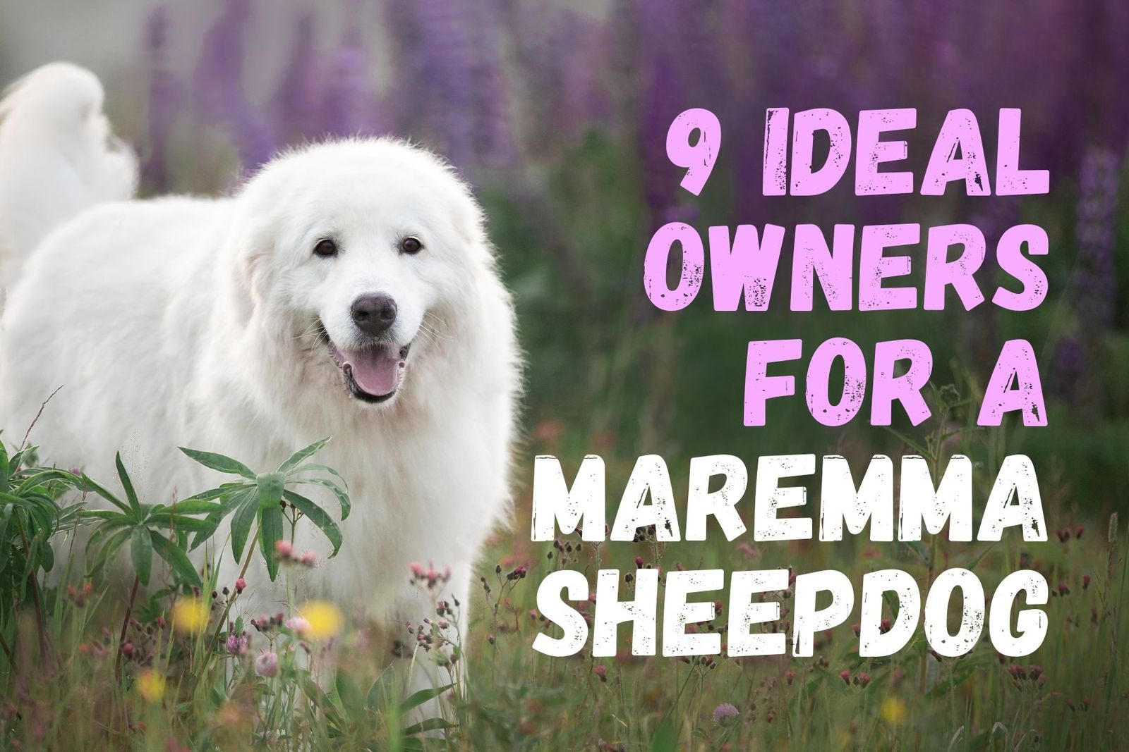 Nine Kinds of Individuals Who Might Benefit from Having a Maremma Sheepdog