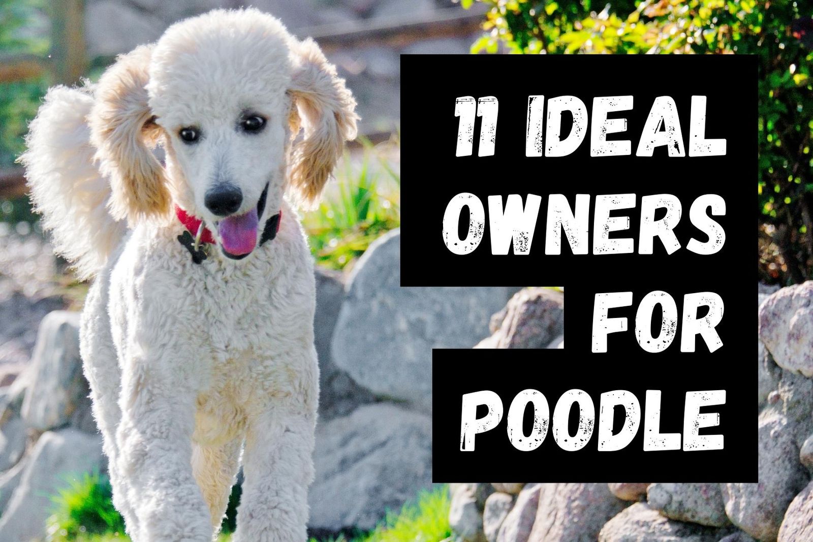 11 Kinds of People Who Would Enjoy Having a Poodle as a Pet