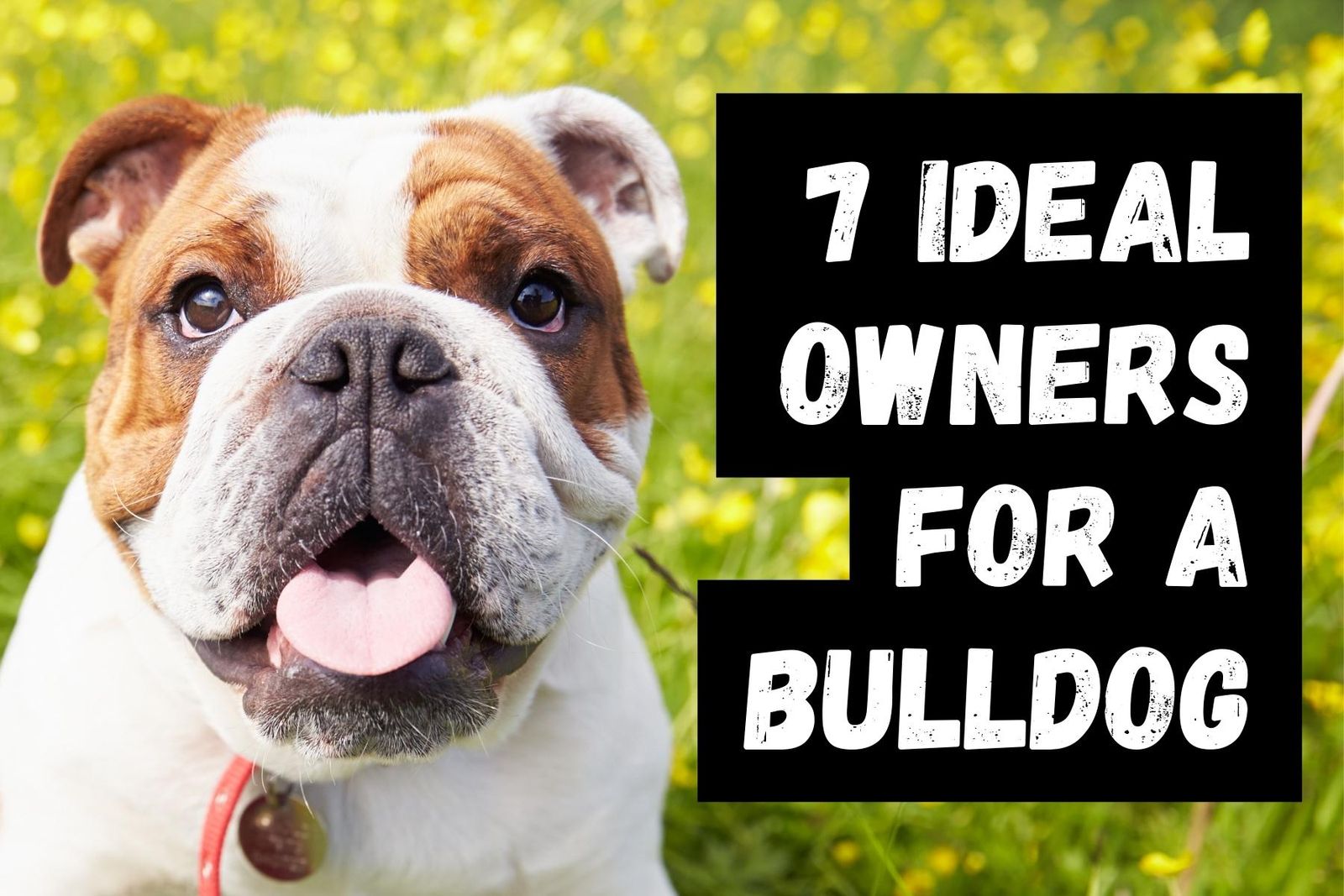 Owning a sale bulldog