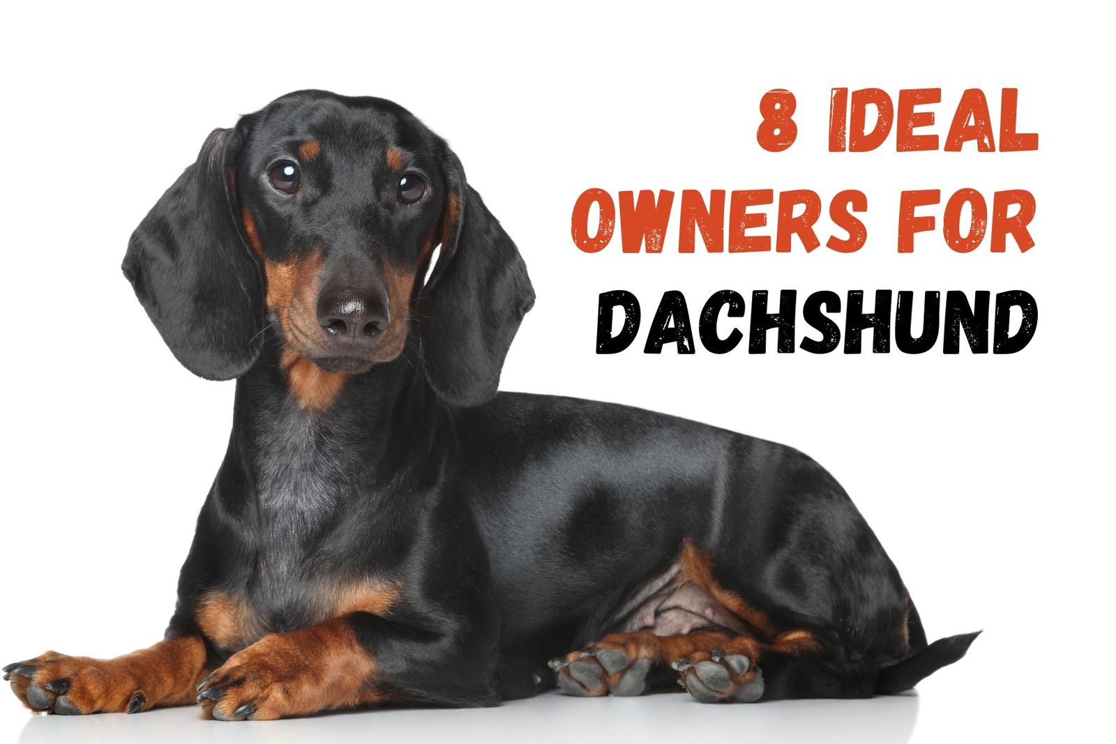 Owning shop a dachshund