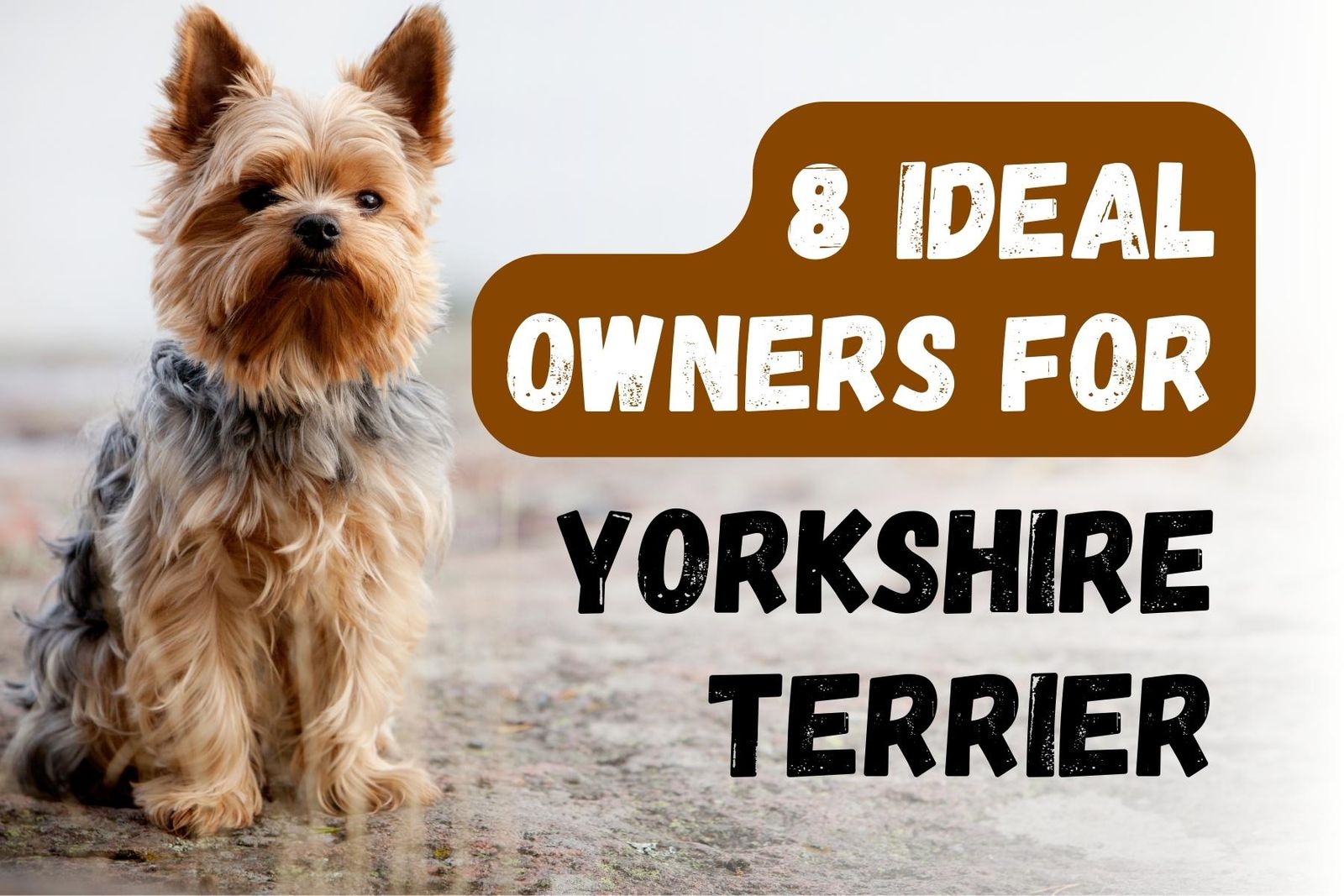 Eight Kinds of People Who Would Enjoy Having a Yorkshire Terrier