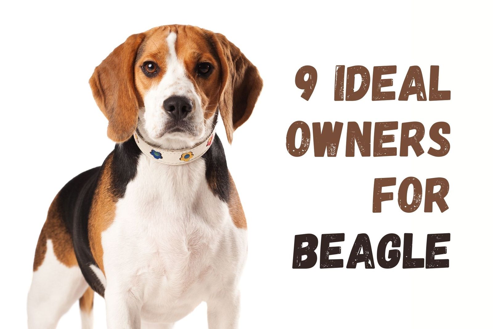 Beagle outlet types pictures