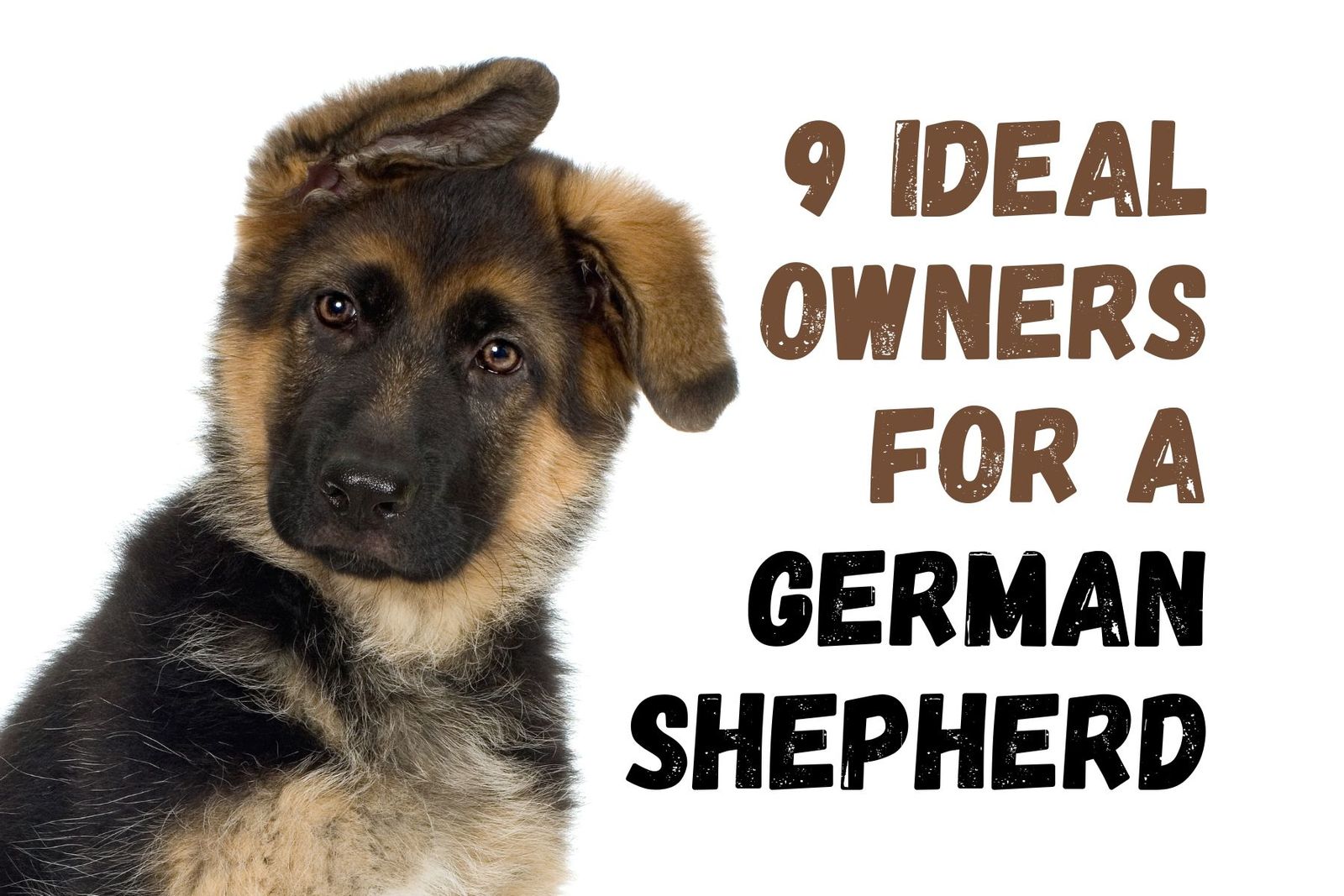 Owning a hot sale german shepherd